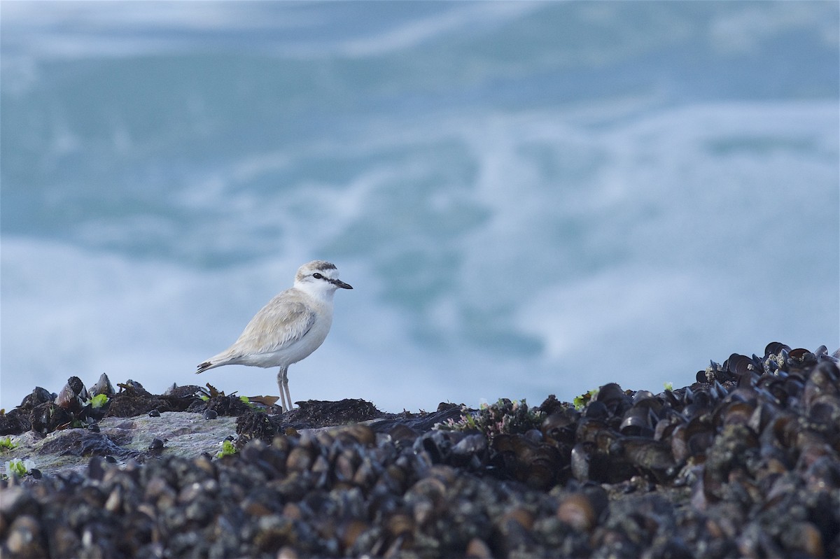 White-fronted Plover - Daniel Field
