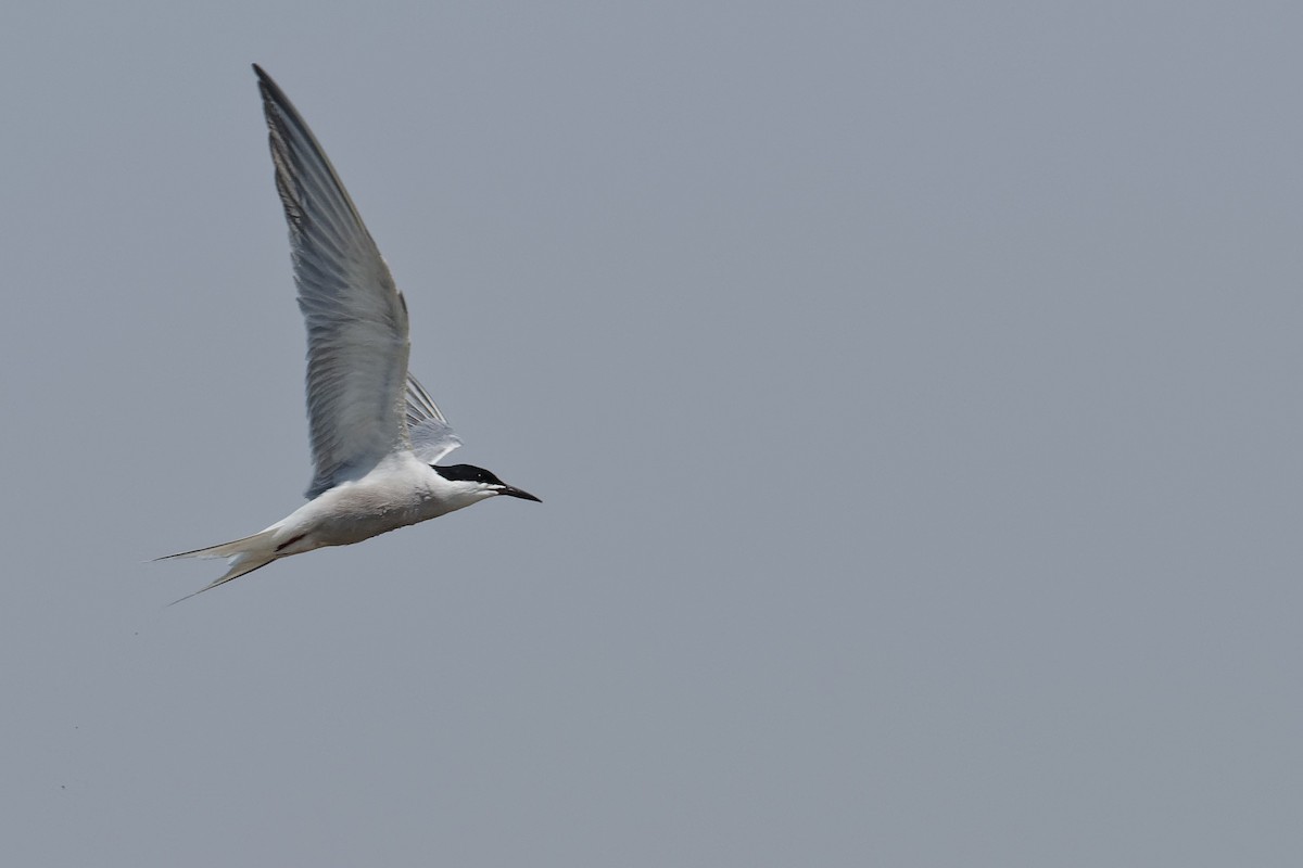 Common Tern (longipennis) - ML229626281