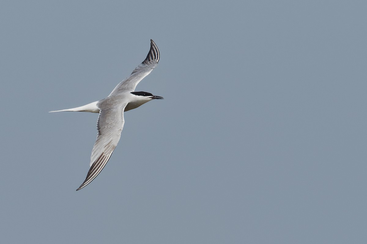 Common Tern (longipennis) - ML229626321
