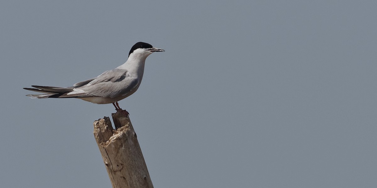 Common Tern (longipennis) - ML229626331