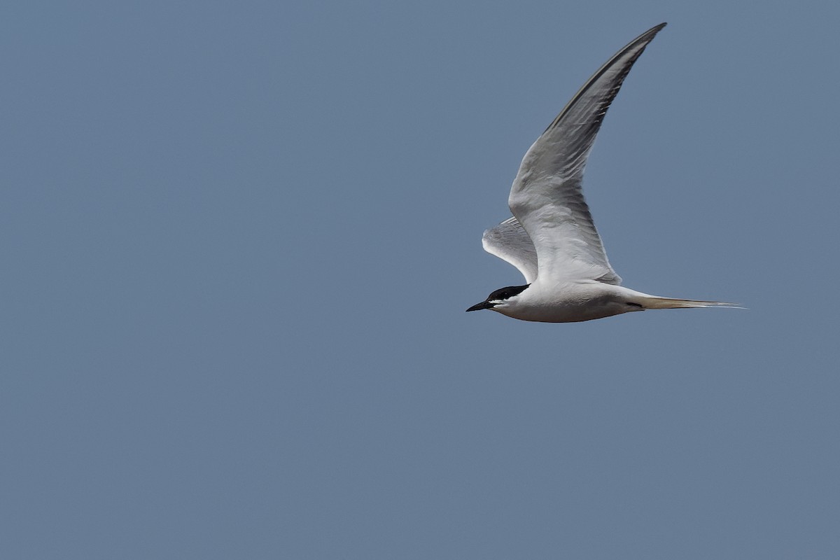 Common Tern (longipennis) - ML229626341