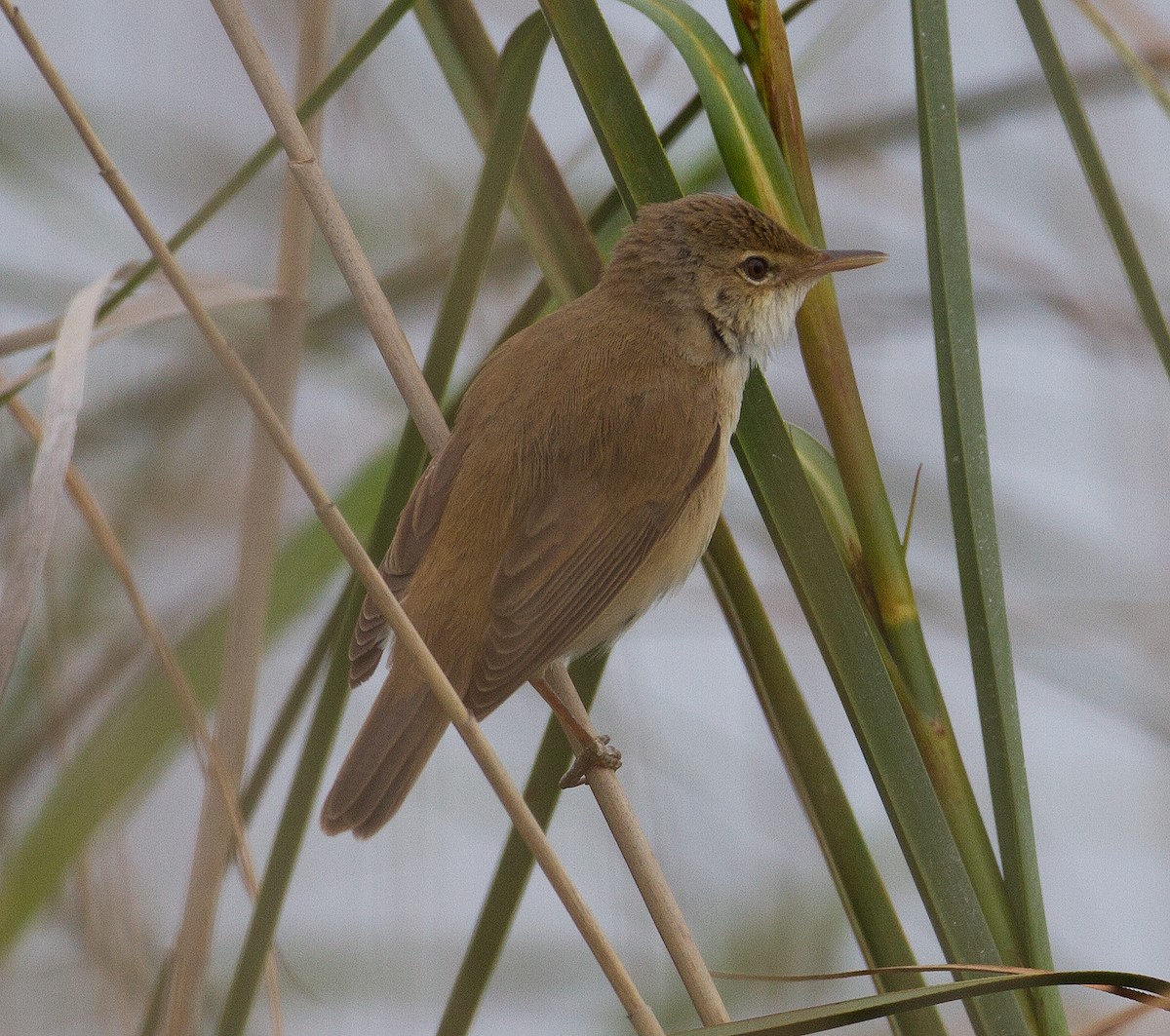 Common Reed Warbler - José Martín