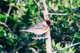 Bay-breasted Warbler - ML229636091