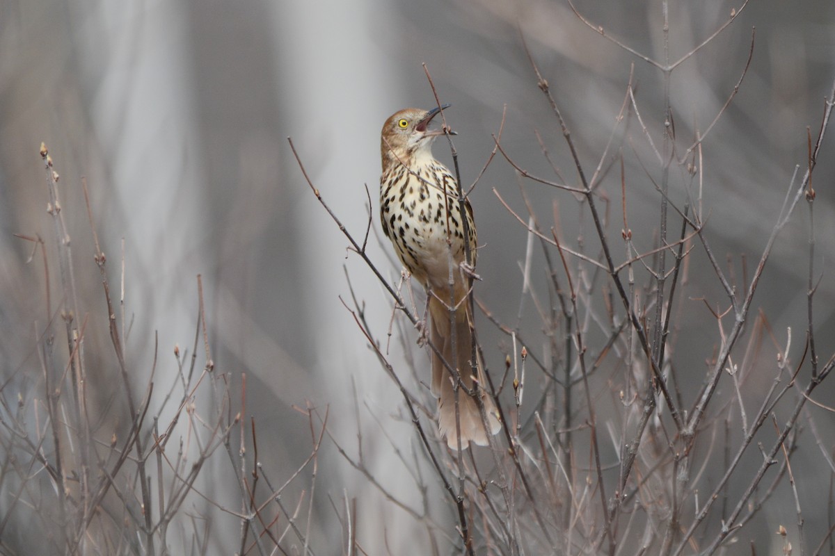 Maine Bird Atlas Checklist - 2 May 2020 - Eagleview Drive Marsh - 15 ...