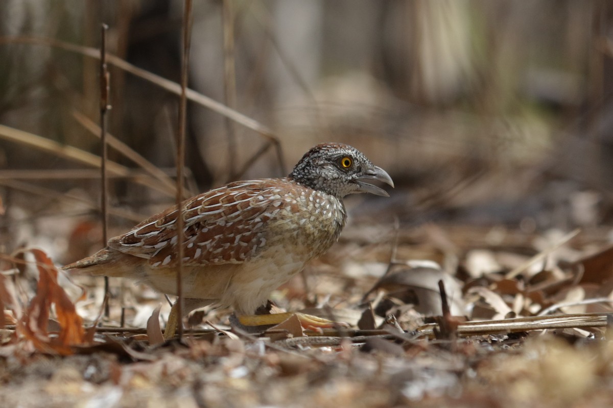 Chestnut-backed Buttonquail - ML229637401