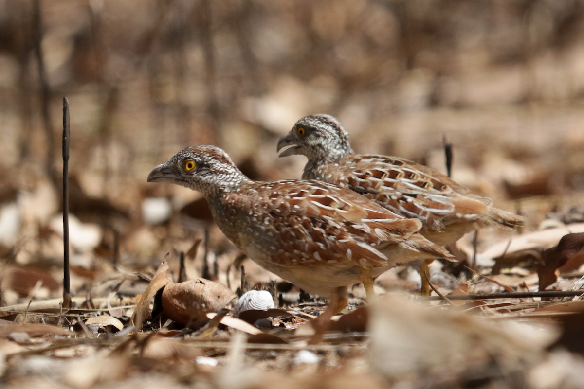 Chestnut-backed Buttonquail - ML229637421