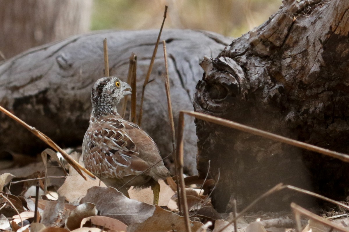 Chestnut-backed Buttonquail - ML229637431