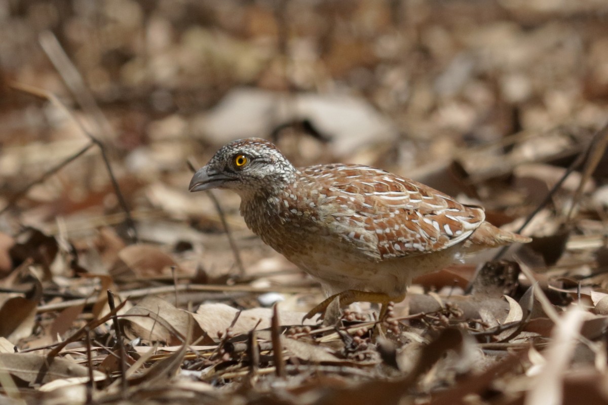 Chestnut-backed Buttonquail - ML229637451