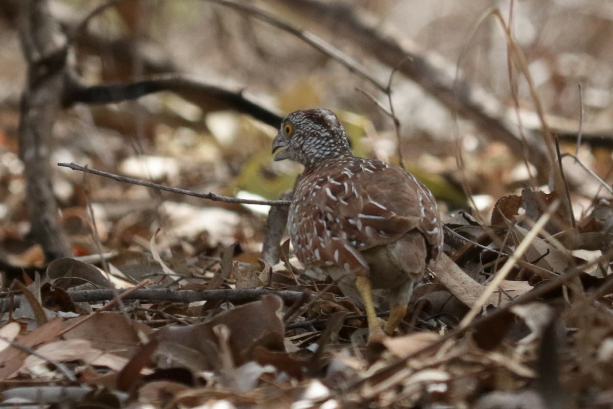 Chestnut-backed Buttonquail - ML229637491