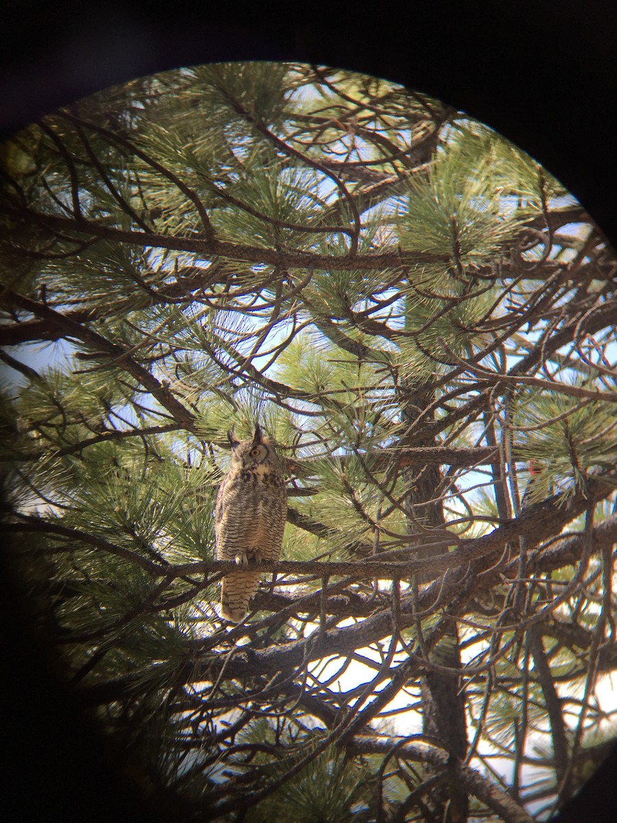 Great Horned Owl - ML229638571