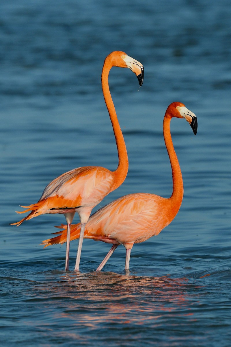 American Flamingo - Jacques Erard