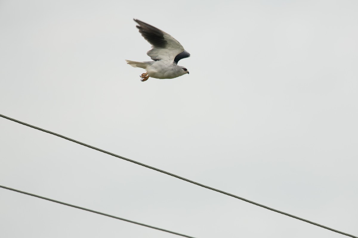 Black-winged Kite - ML229639971