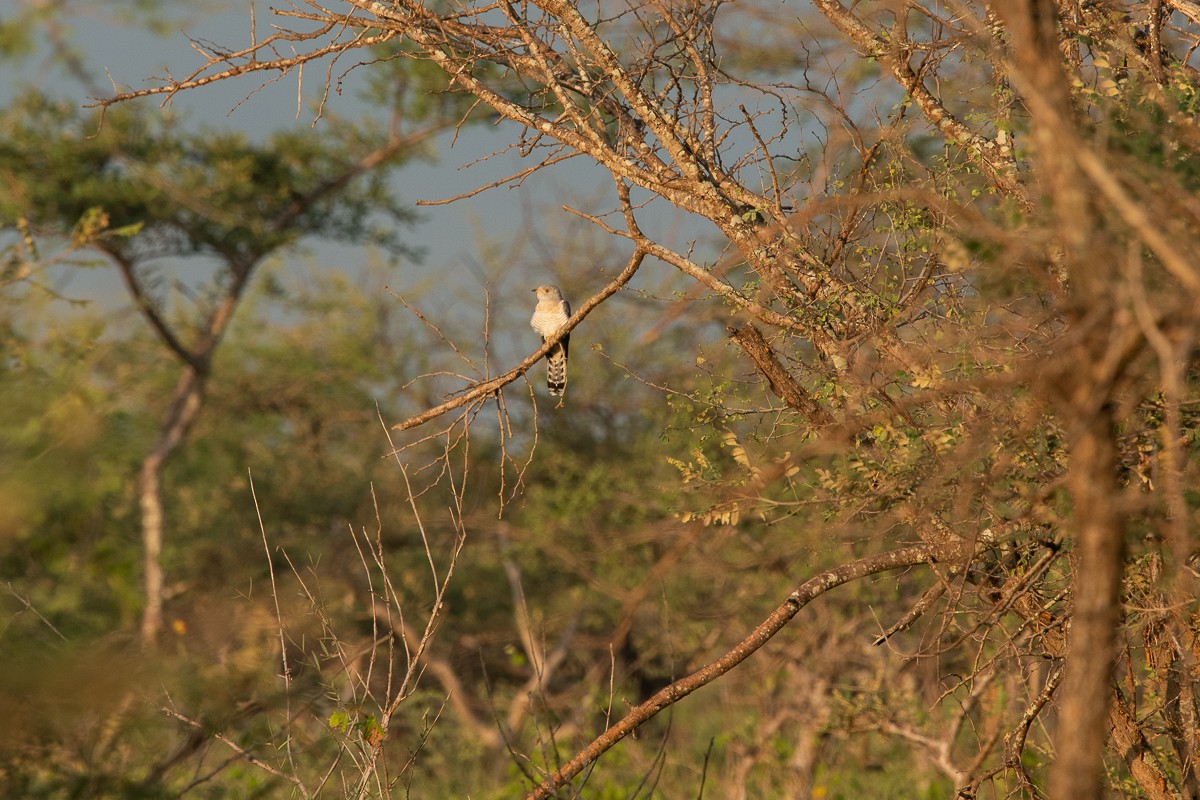 African Cuckoo - ML229646651