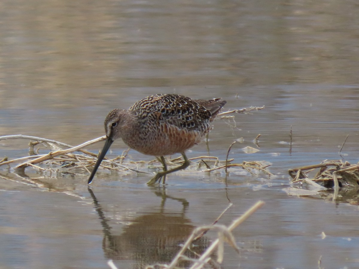 Long-billed Dowitcher - ML229647301