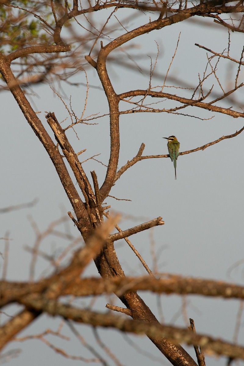 White-throated Bee-eater - ML229648141