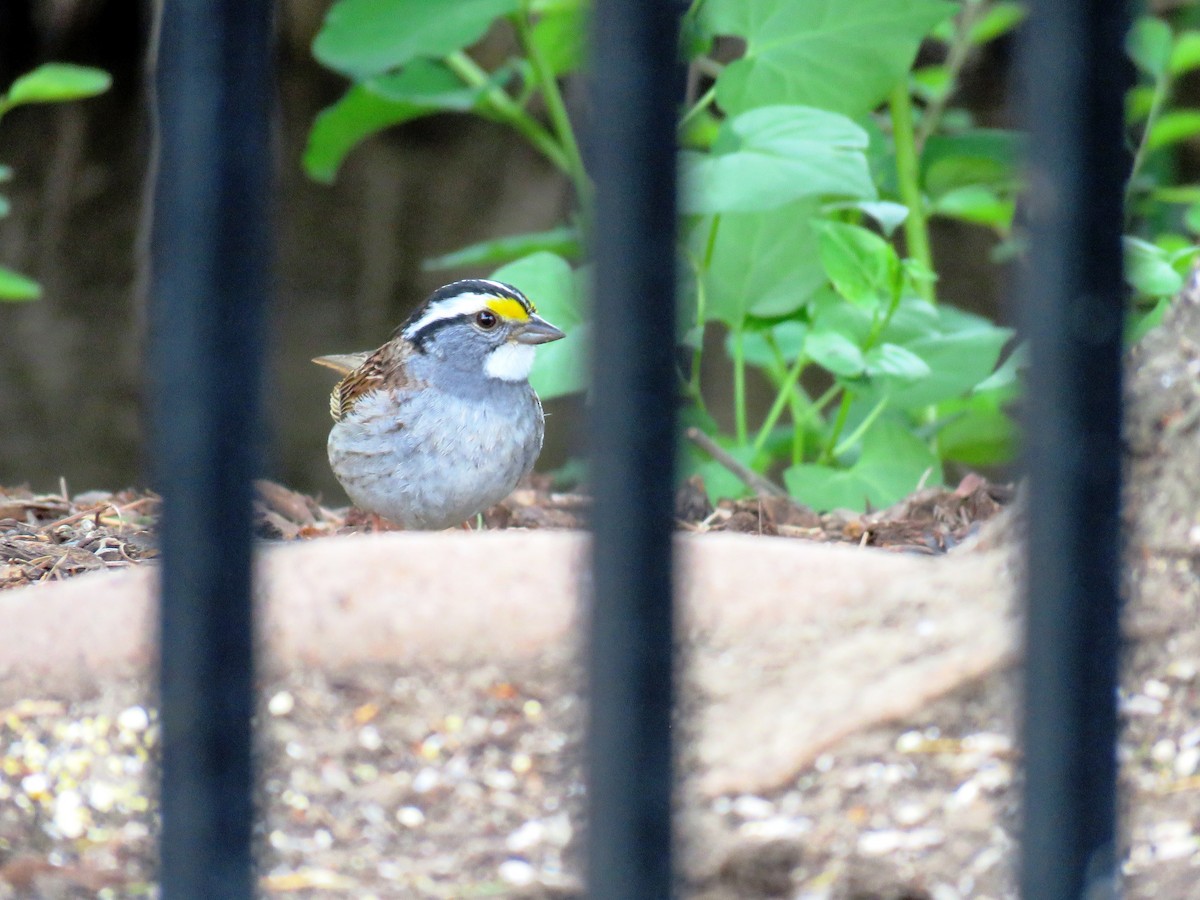 White-throated Sparrow - ML229650191