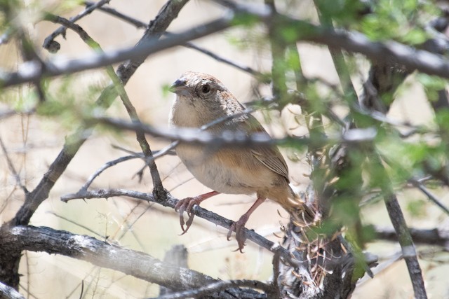 Botteri's Sparrow