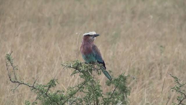 Lilac-breasted Roller - ML229652291