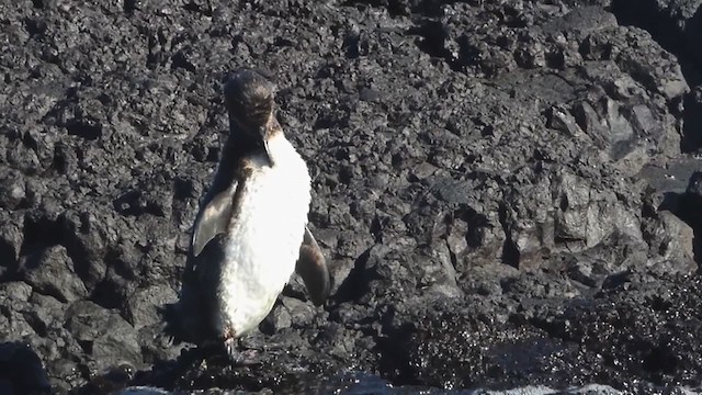 Galapagos Penguin - ML229652751
