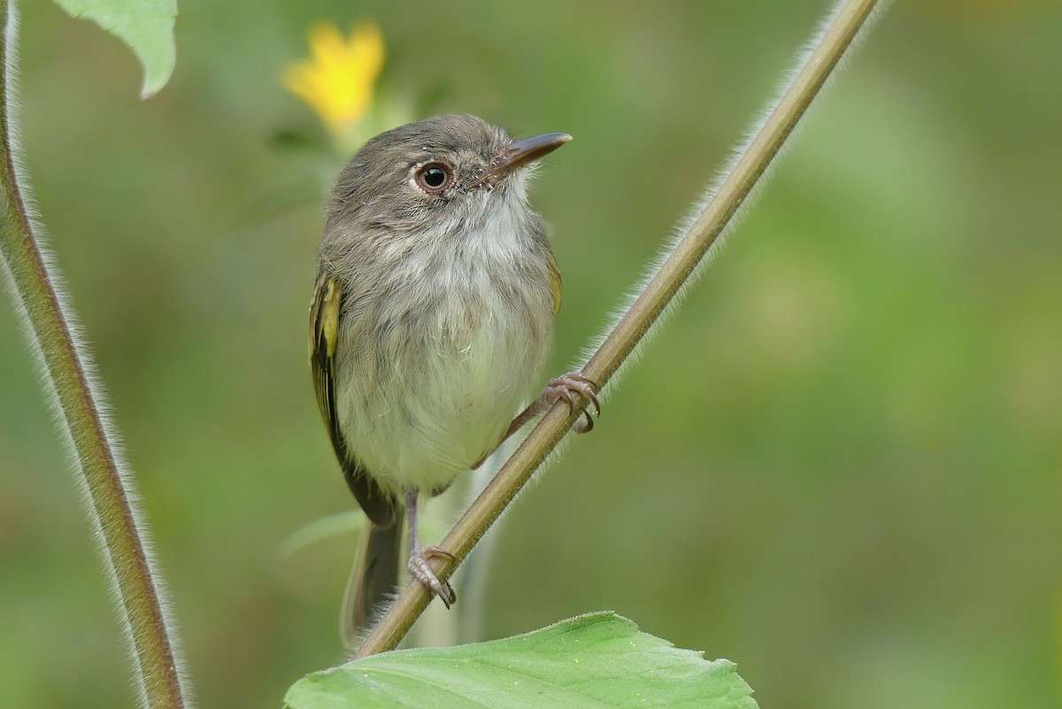 Pearly-vented Tody-Tyrant - ML229652951
