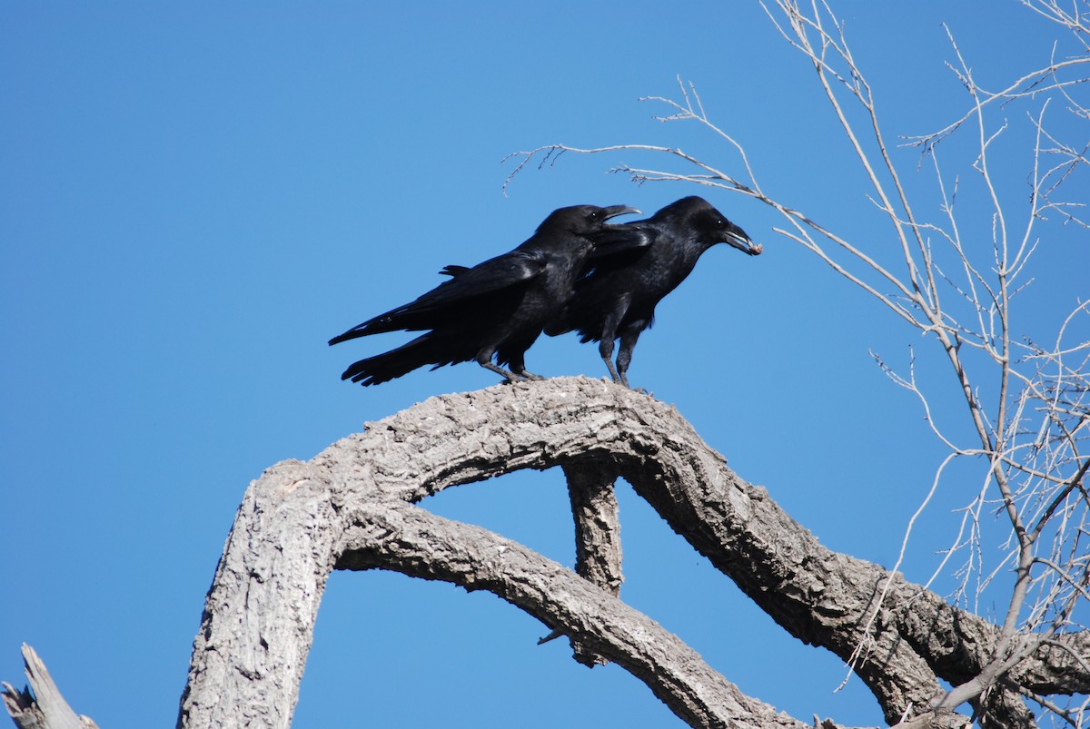 Chihuahuan Raven - ML22965311