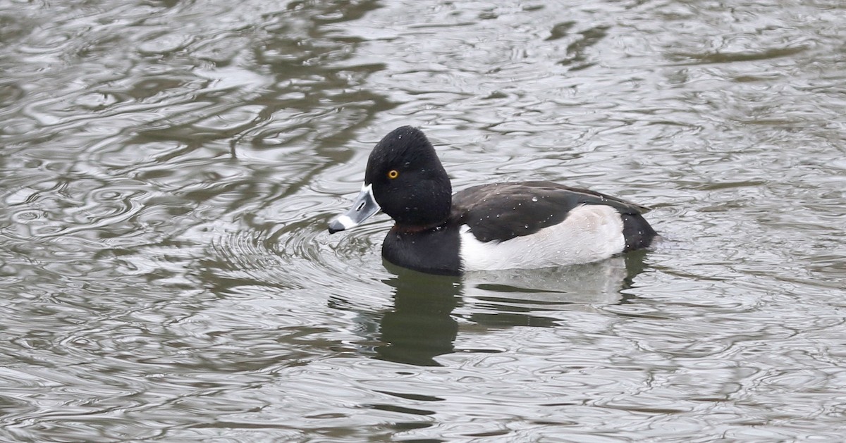Ring-necked Duck - P R