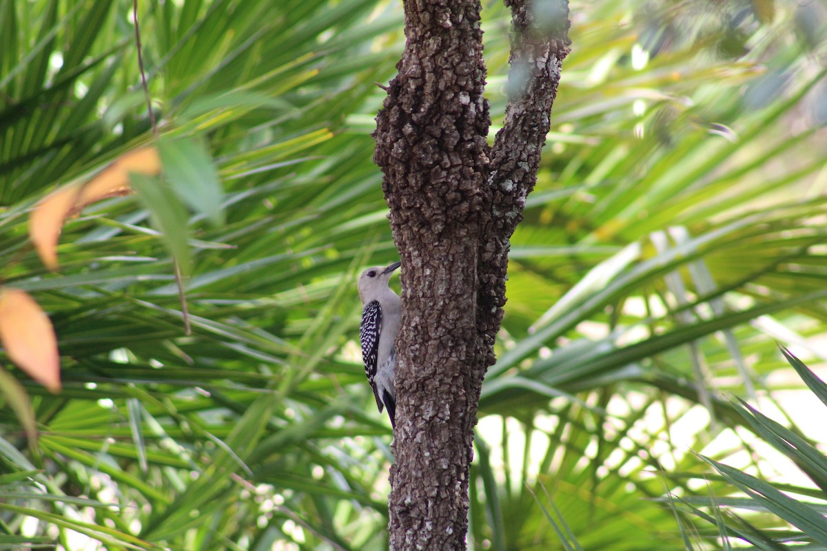Red-bellied Woodpecker - ML229657691