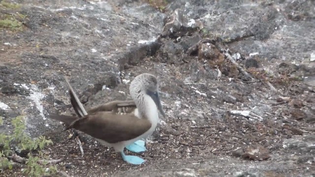 Blue-footed Booby - ML229659401
