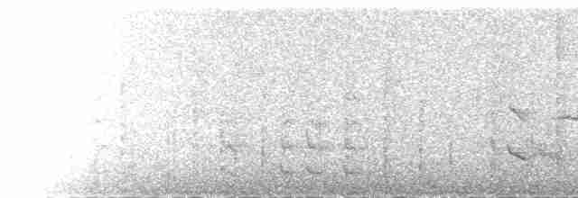 hvitnakkehonningeter - ML229667