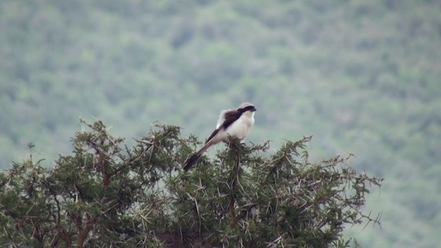 Gray-backed Fiscal - ML229668131