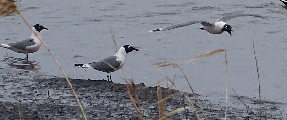 Franklin's Gull - Richard and Janice Drummond