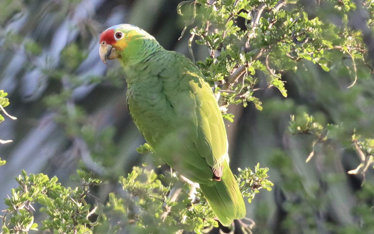 Red-lored Parrot - Ricardo Lopez Z.