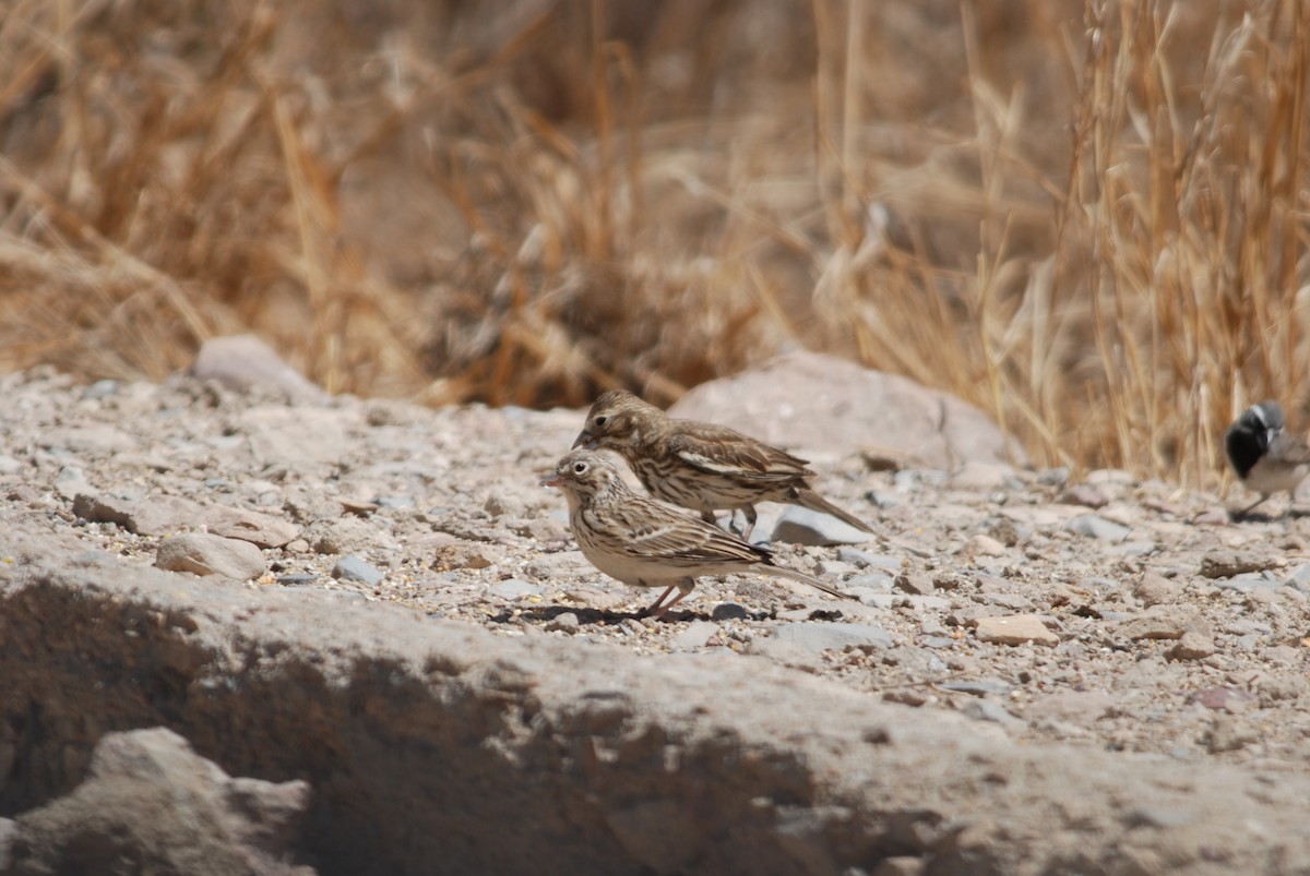 Vesper Sparrow - Daniel Lebbin