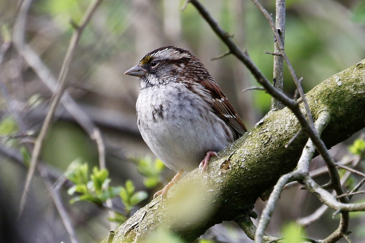 White-throated Sparrow - Jeffrey Boland