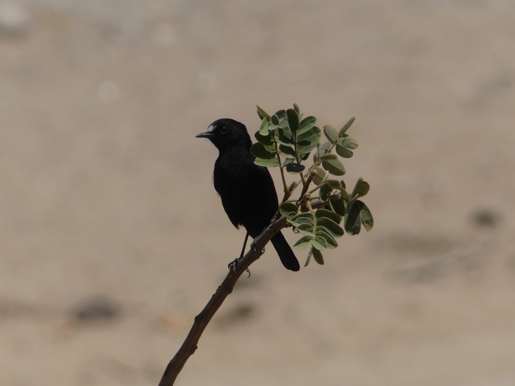 White-fronted Black-Chat - ML229680501