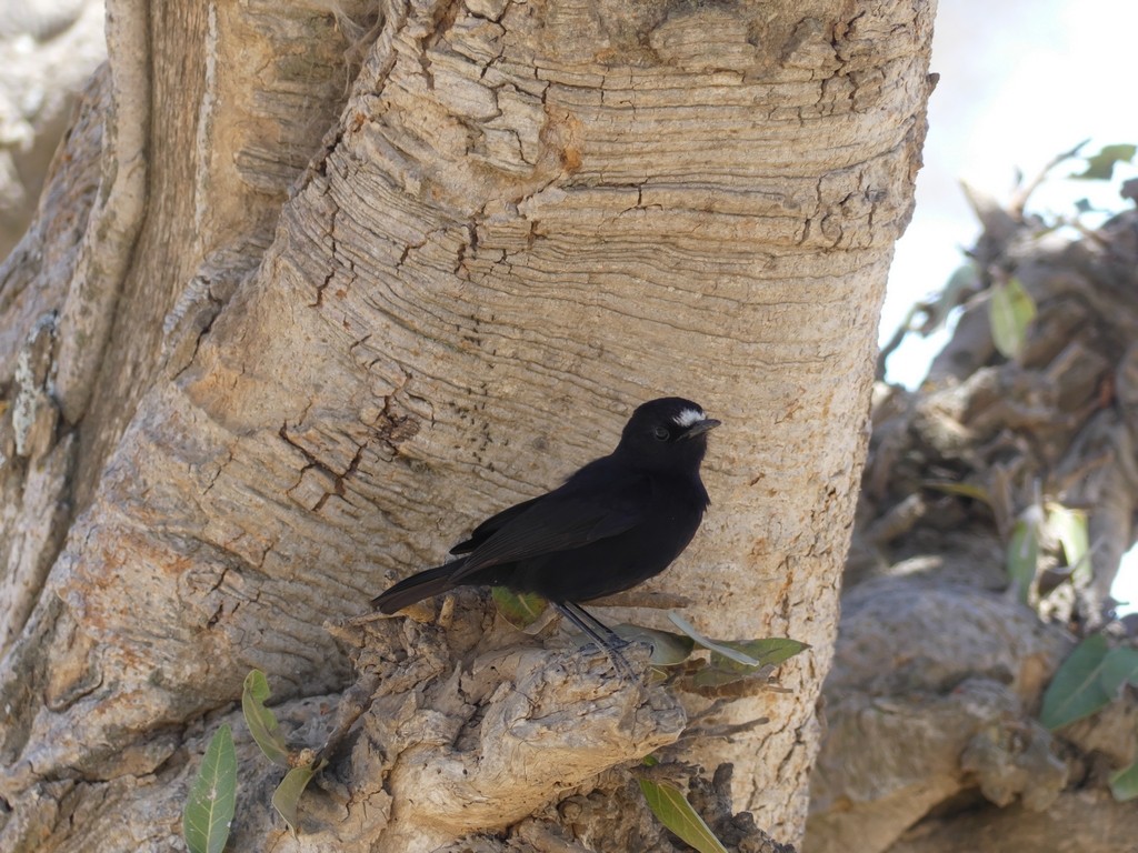 White-fronted Black-Chat - ML229680511