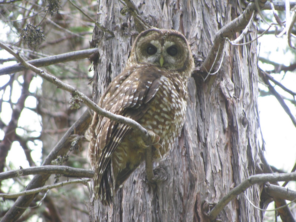 Spotted Owl (California) - Michael Huhndorf