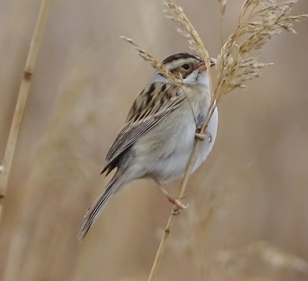 Clay-colored Sparrow - Richard and Janice Drummond