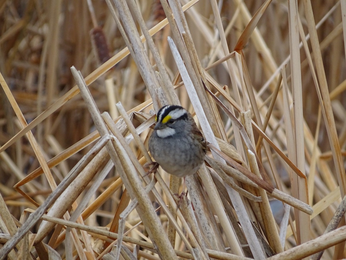 White-throated Sparrow - Richard and Janice Drummond