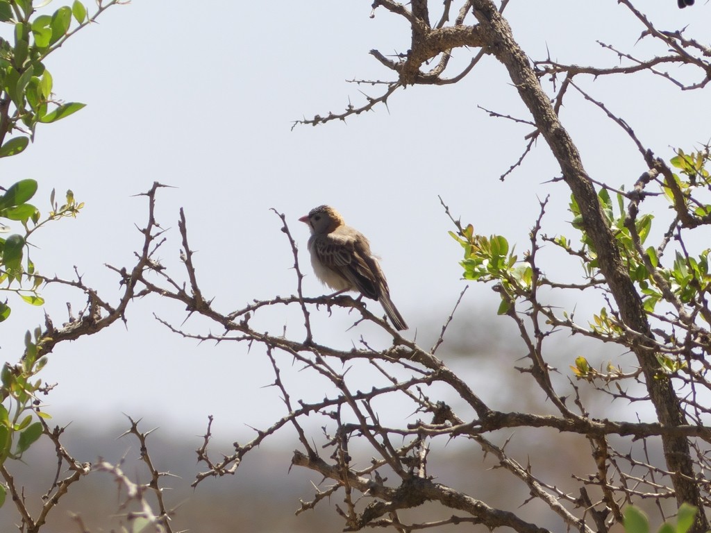 Speckle-fronted Weaver - ML229682841