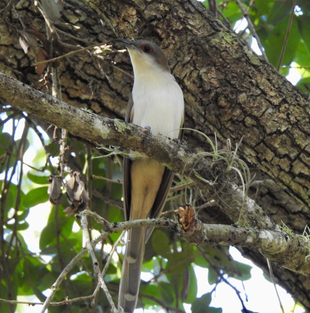 Ebird Checklist - 2 May 2020 - Boyd Hill Nature Park & Lake Maggiore 