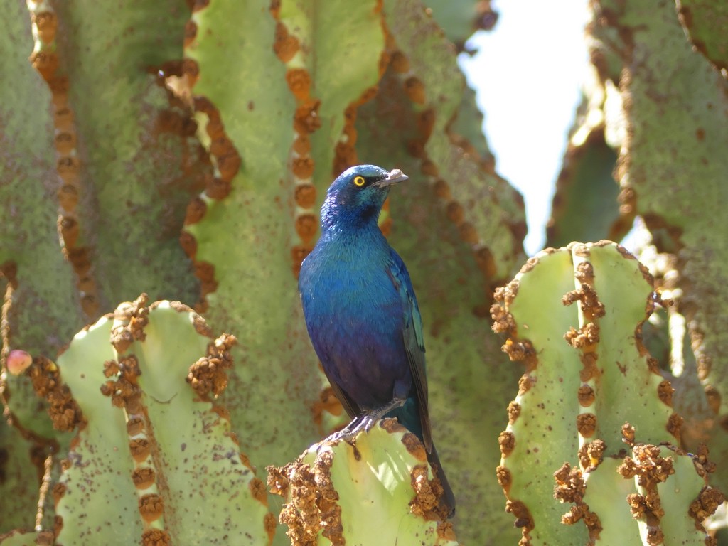 Greater Blue-eared Starling - ML229683861