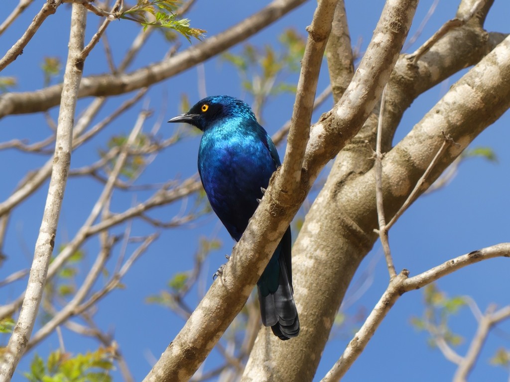 Greater Blue-eared Starling - ML229683881