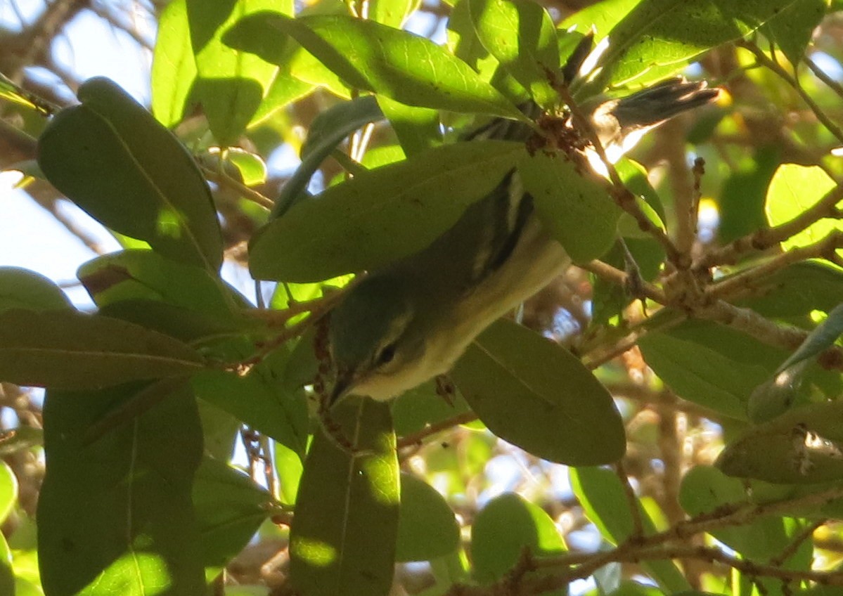 ML229686371 - Cerulean Warbler - Macaulay Library