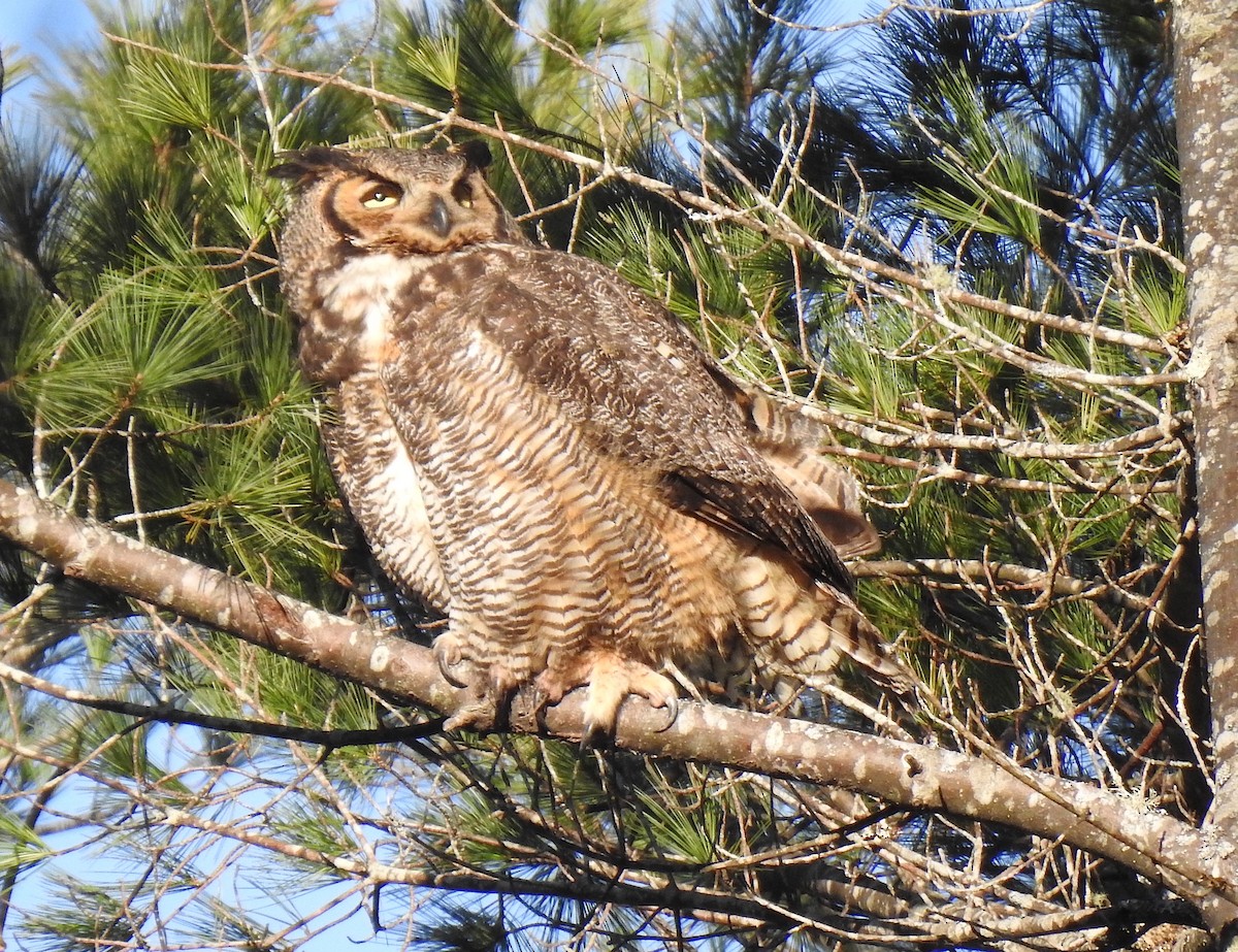 Great Horned Owl - ML229686471