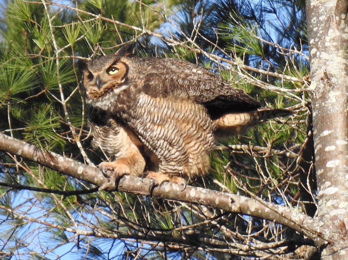 Great Horned Owl - ML229686511