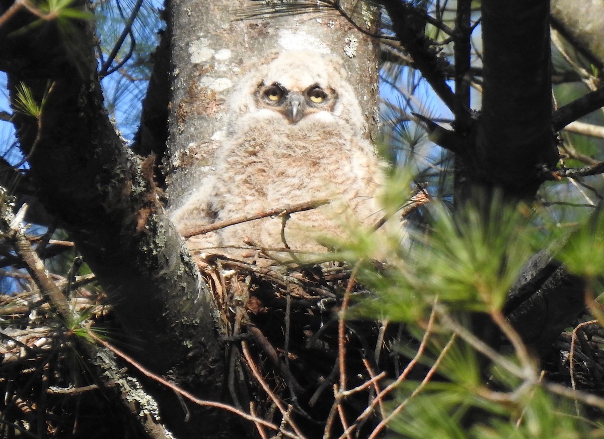 Great Horned Owl - ML229686621