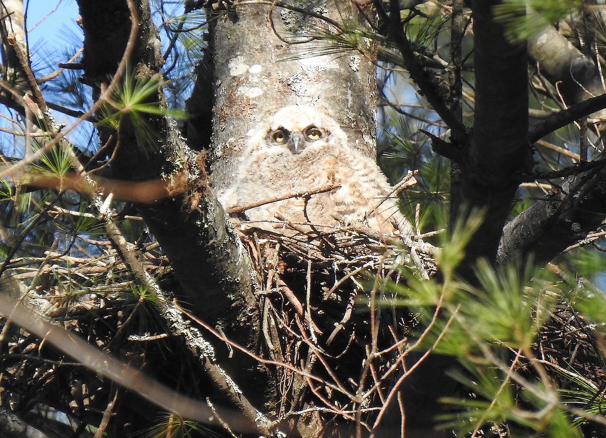 Great Horned Owl - ML229686691