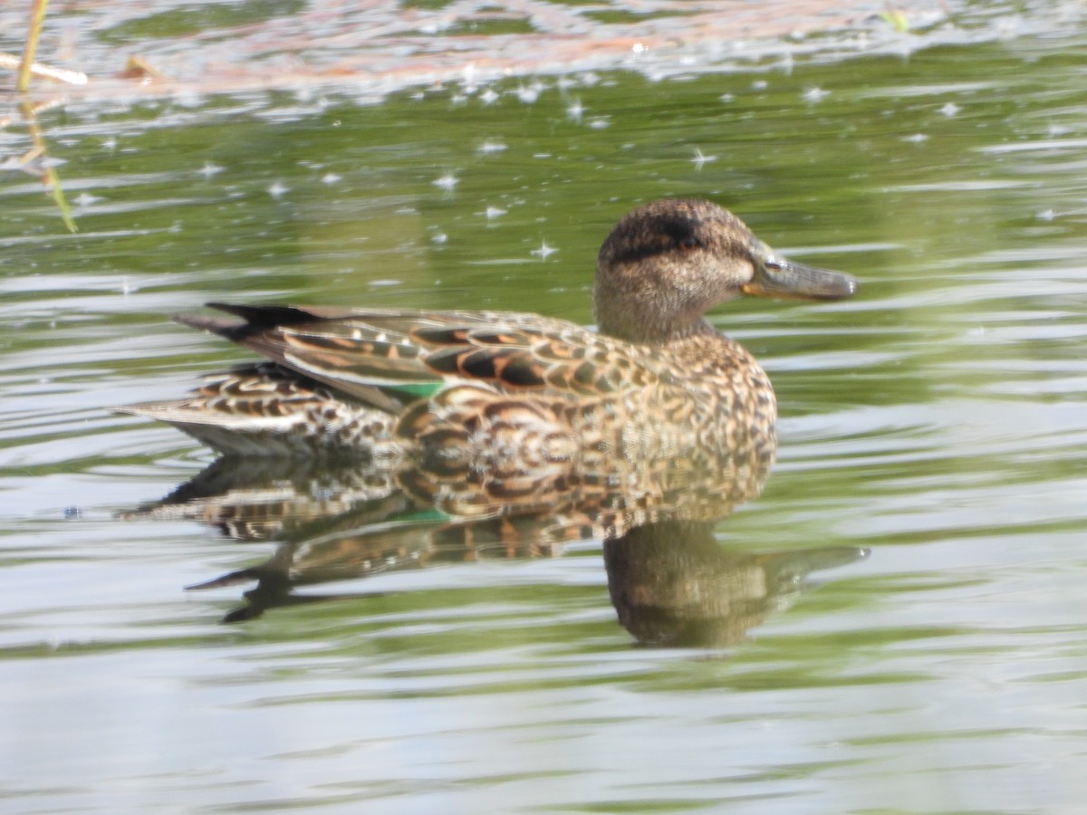 Green-winged Teal - ML229687041