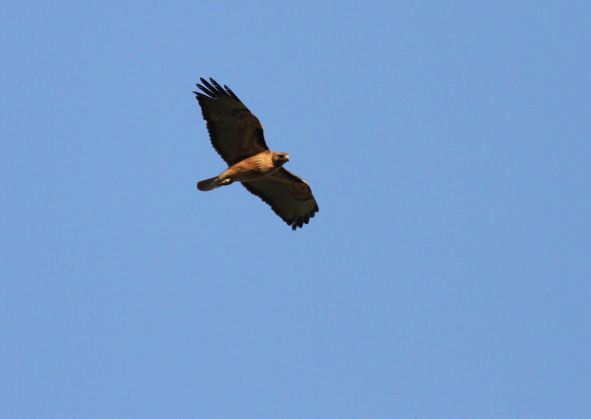 Red-tailed Hawk - ML229690361